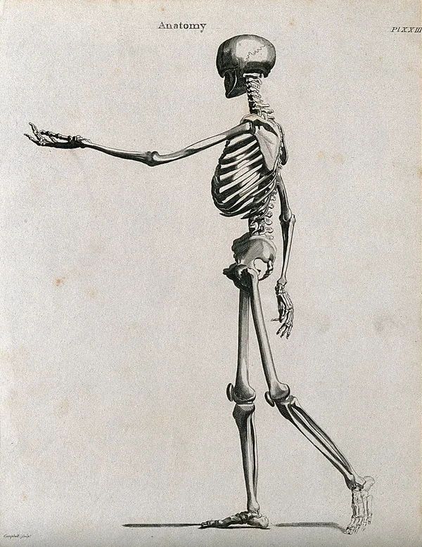 Engraving of a human skeleton walking, seen from the side